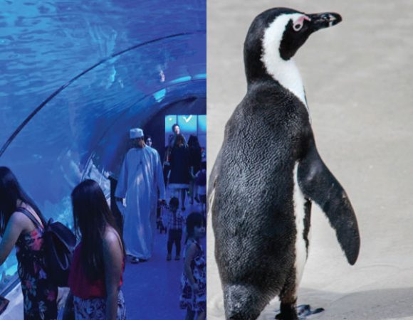 Dubai Aquarium and Underwater Zoo - Penguin Cove