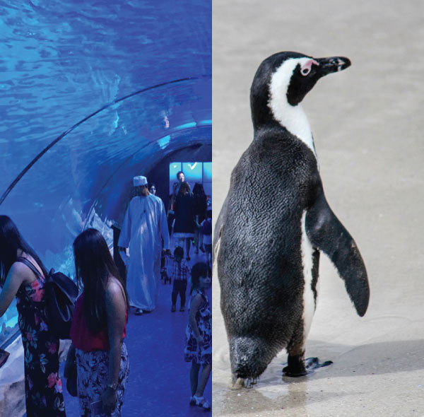Dubai Aquarium and Underwater Zoo - Penguin Cove