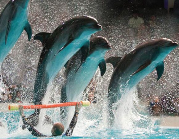 Dubai Dolphinarium - Dolphin & Seal Show VIP Tickets