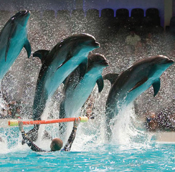 Dubai Dolphinarium - Dolphin & Seal Show Regular Tickets